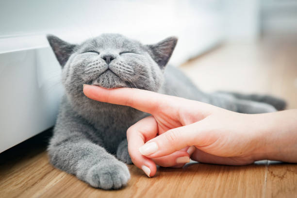 Happy kitten likes being stroked by woman's hand. The British Shorthair