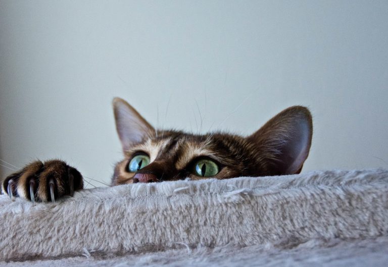 Cal peaking above couch