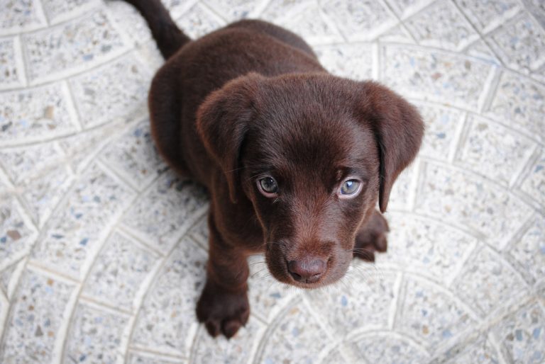 puppy chocolate lab looking up at camera