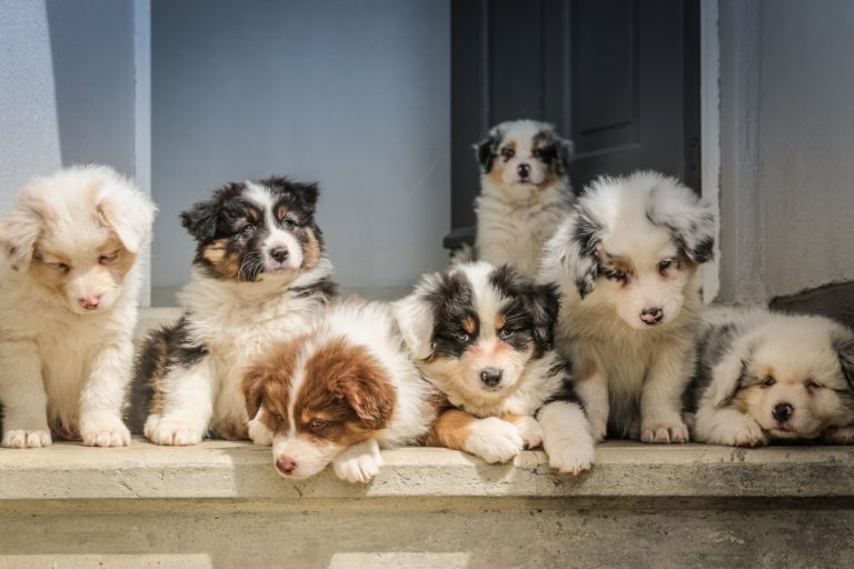 Puppies sitting on a step together