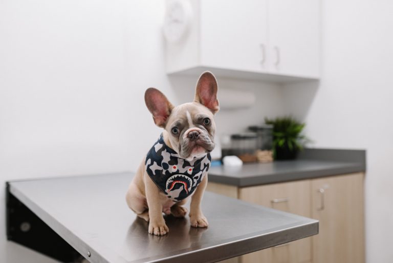 Dog wearing a bandana sitting on veterinarian counter