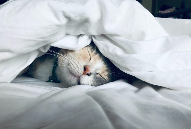 cat sleeping in white comforter