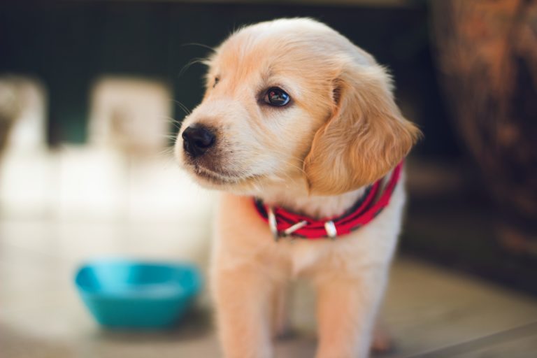 blond puppy