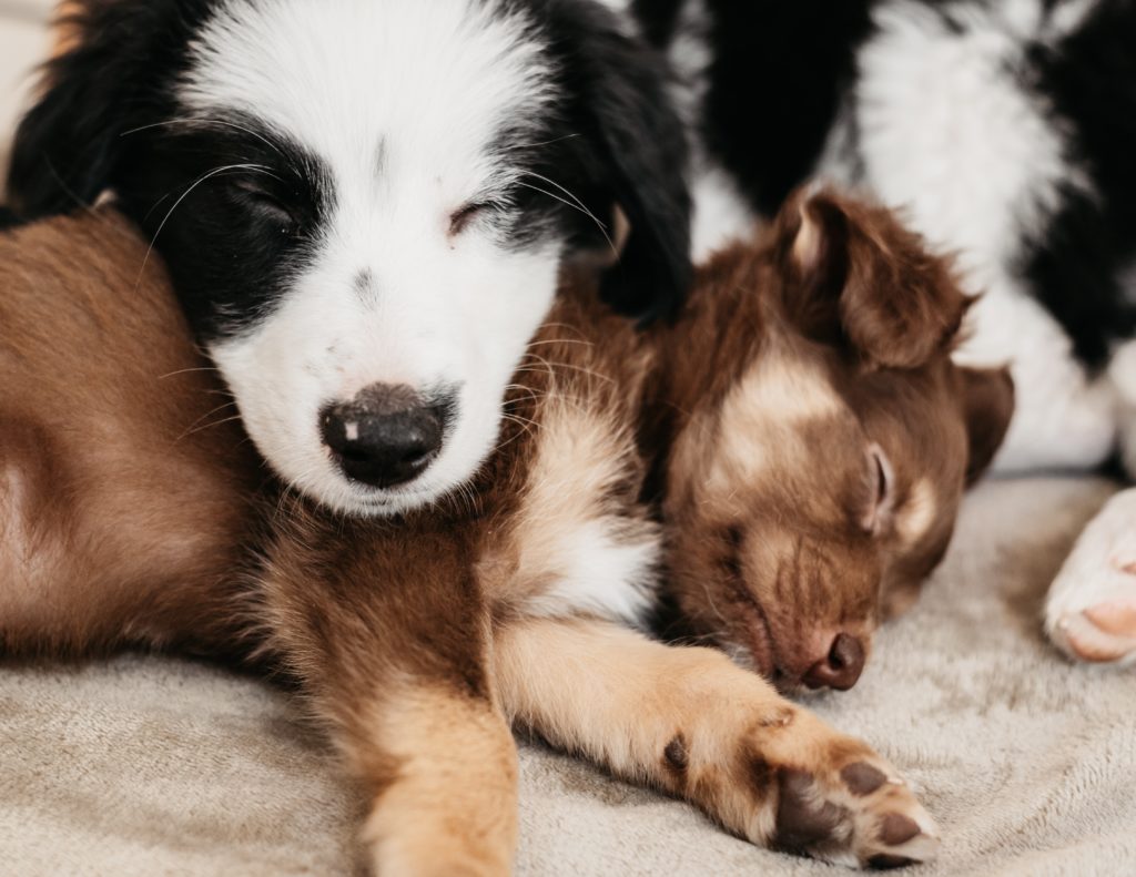 Dogs napping and cuddling