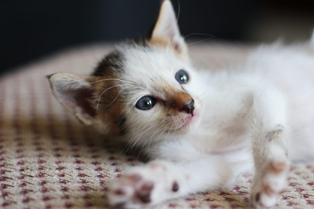 small white kitten
