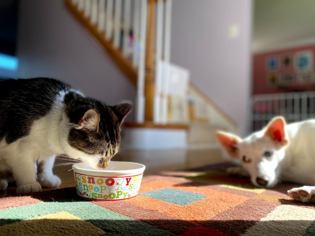 cat drinking from bowl while a dog watches