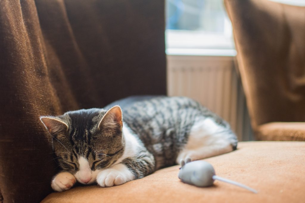 kitten sleeping next to small mouse toy