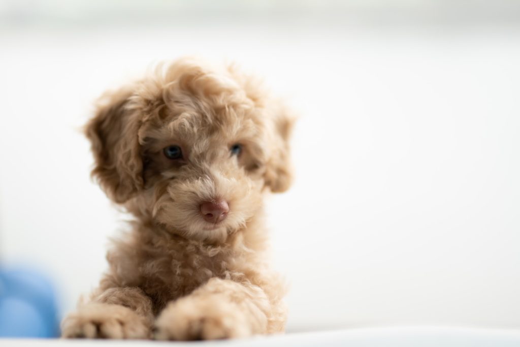 Blond puppy with curly fur 